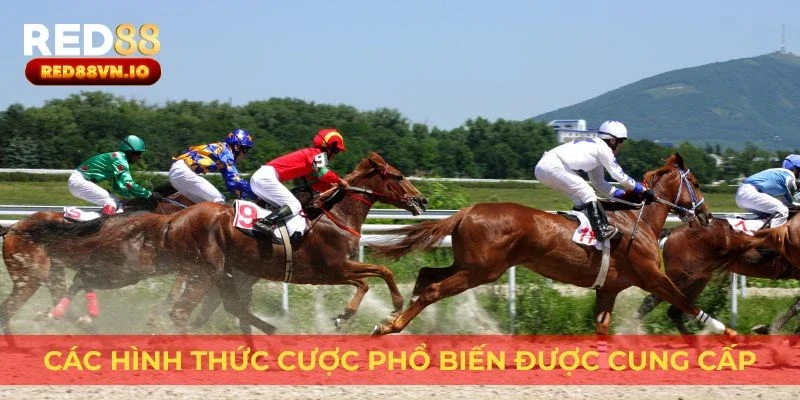Các hình thức cược phổ biến được cung cấp