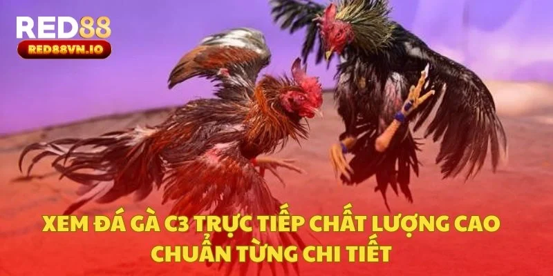 Xem Đá Gà C3 Trực Tiếp Chất Lượng Cao Chuẩn Từng Chi Tiết