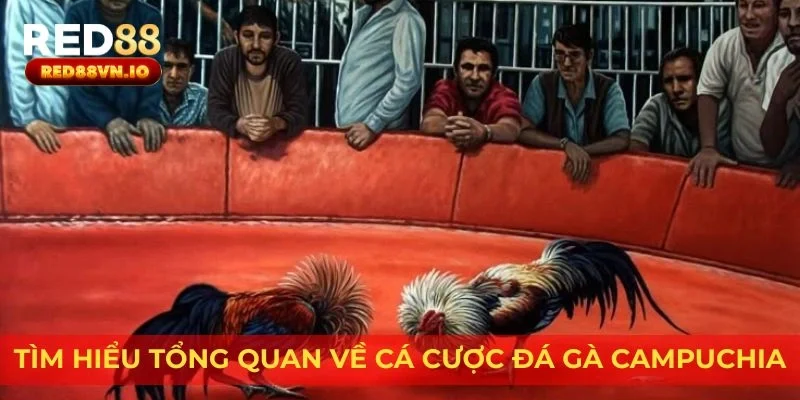 Tìm hiểu tổng quan về cá cược đá gà Campuchia