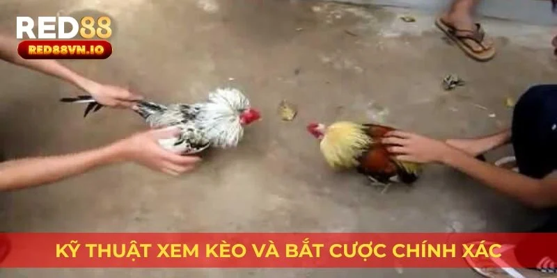 Kỹ thuật xem kèo và bắt cược chính xác