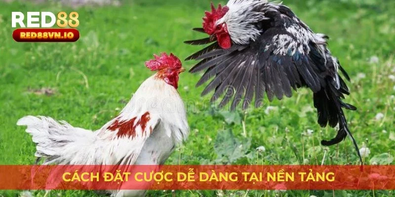 Cách đặt cược dễ dàng tại nền tảng