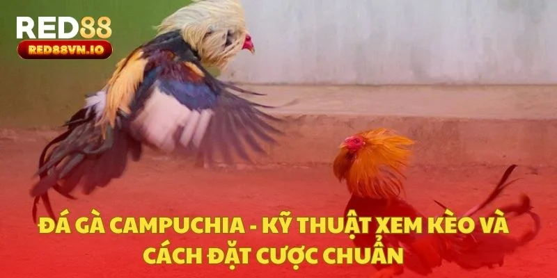 Đá Gà Campuchia - Kỹ Thuật Xem Kèo Và Cách Đặt Cược Chuẩn