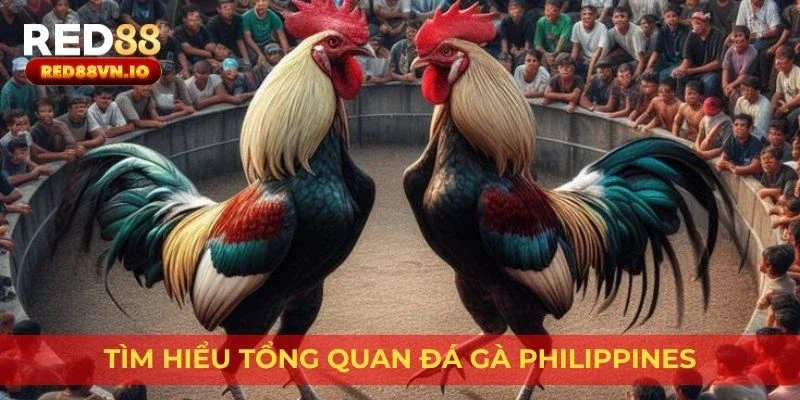 Tìm hiểu tổng quan đá gà Philippines