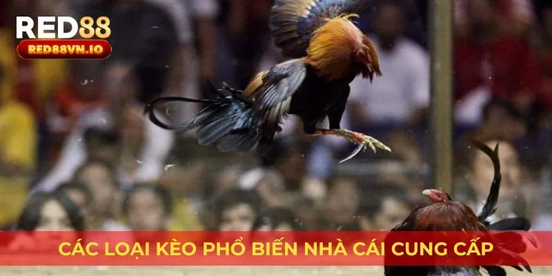 Các loại kèo phổ biến nhà cái cung cấp