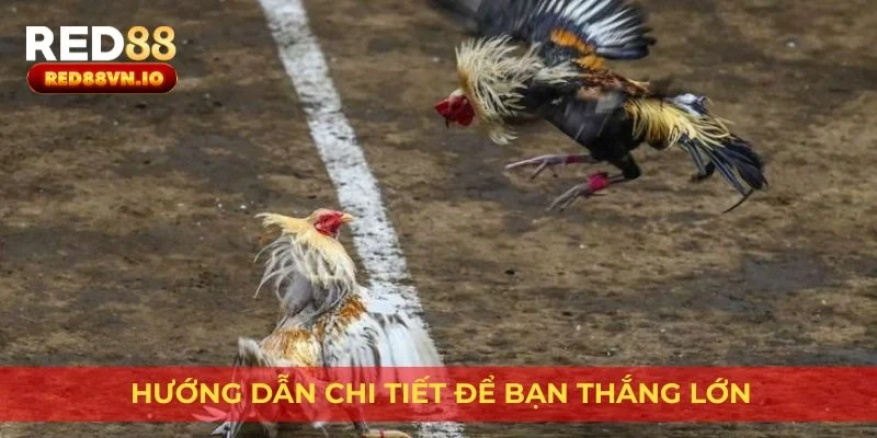 Hướng dẫn chi tiết để bạn thắng lớn