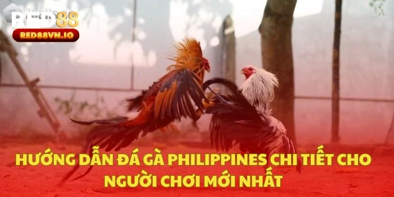 Hướng Dẫn Đá Gà Philippines Chi Tiết Cho Người Chơi Mới Nhất