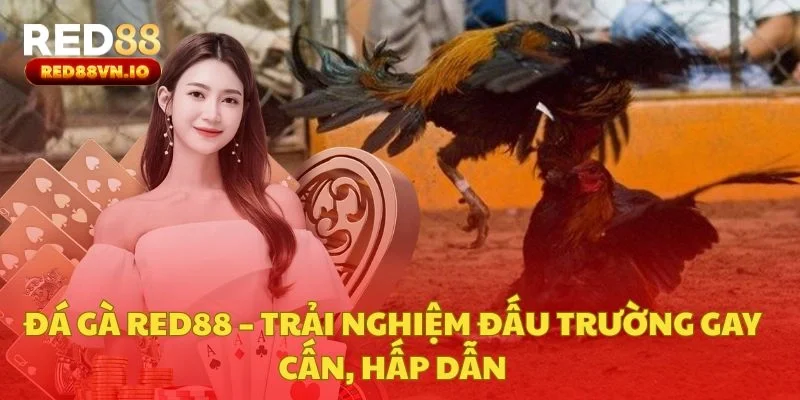 Đá gà Red88 – Trải nghiệm đấu trường gay cấn, hấp dẫn