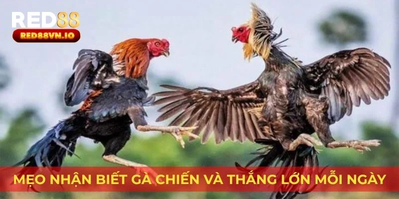 Mẹo nhận biết gà chiến và thắng lớn mỗi ngày
