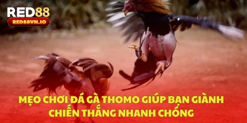 Mẹo Chơi Đá Gà Thomo Giúp Bạn Giành Chiến Thắng Nhanh Chóng