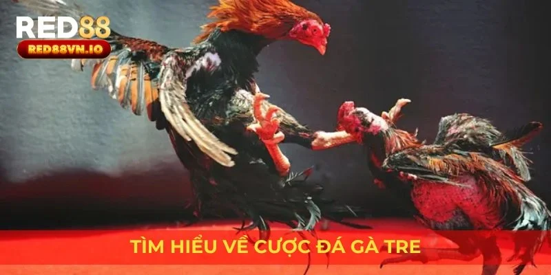 Tìm hiểu về cược đá gà tre