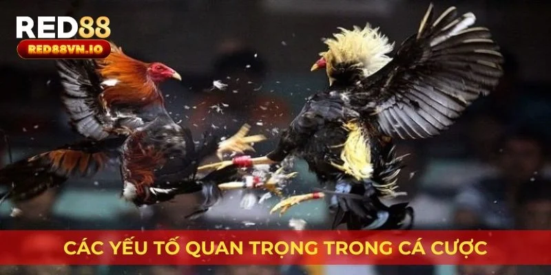 Các yếu tố quan trọng trong cá cược