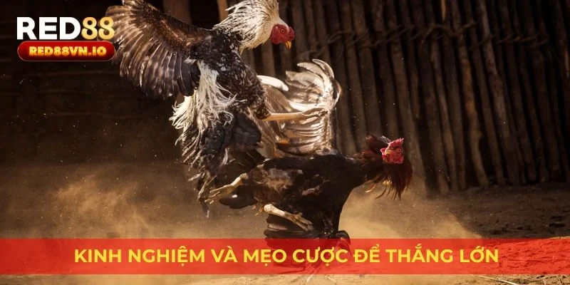 Kinh nghiệm và mẹo cược để thắng lớn