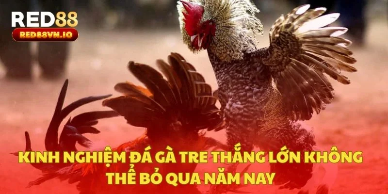 Kinh Nghiệm Đá Gà Tre Thắng Lớn Không Thể Bỏ Qua Năm Nay